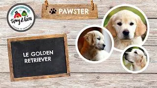 Miniature : PAWSTER : Le Golden Retriever