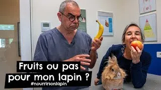 Miniature : Fruits ou pas pour mon lapin ? #nourrirsonlapin 🐰