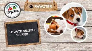 Miniature : PAWSTER : Le Jack Russell #race #jackrussellterrier