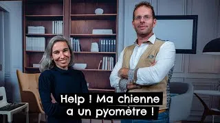 Miniature : Urgence ! Pyomètre chez la chienne.