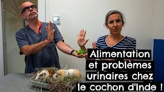 Miniature : Alimentation et problèmes urinaires chez le cochon d'Inde ! 🐹