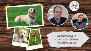 Miniature : Arthroscopie chez nos chiens #indications 🐶