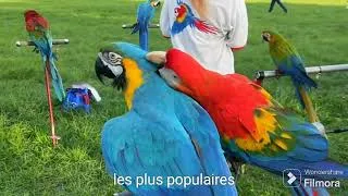 Miniature : qui sonts les types des oiseaux les plus vendus dans le monde?