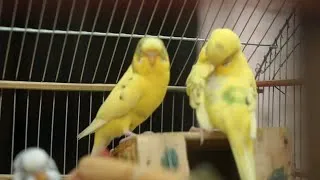 Miniature : conseils en élevage des canaris et perruches