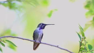 Miniature : saviez vous la taille du plus petit oiseau du monde entier.