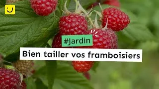 Miniature : Bien tailler vos framboisiers