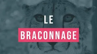 Miniature : 15 minutes pour comprendre facilement le braconnage