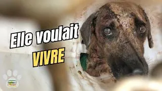 Miniature : L'histoire bouleversante de Lila : son combat pour la vie ! #rescue 