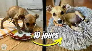 Miniature : Trouvé déshydraté sous une voiture, ce chiot est transformé en 10 jours ! #sauvetage