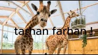 Miniature : Je joue enfin a my voice zoo !