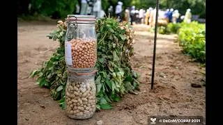 Miniature : Projet ABEE : Une Dynamique Régionale pour Moderniser la Selection Variétale en Afrique de l’Ouest