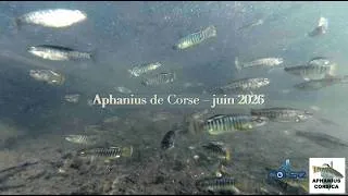 Miniature : Aphanius Corse 4K 2026