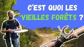 Miniature : [Episode 7]  C'est quoi les vieilles forêts ?
