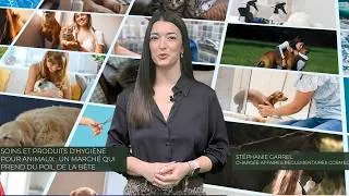 Miniature : Soins et produits d'hygiène pour animaux : un marché qui prend du poil de la bête