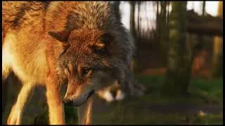Miniature : le regard du loup 4K 60FPS