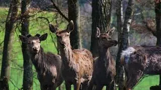 Miniature : CERF/DEER NATURE 4K
