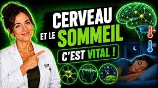 Miniature : L'Activité Cérébrale et le Sommeil : Pourquoi dort-on ? (SVT Brevet)