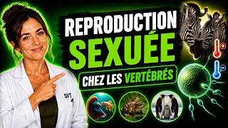 Miniature : La Reproduction Sexuée chez les Vertébrés : Tout Comprendre (SVT 4e/3e)