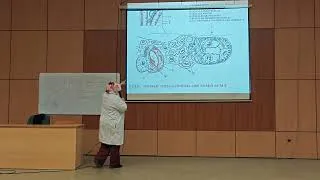 Miniature : Histologie de l'appareil urinaire partie III