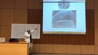 Miniature : Histologie de l'appareil urinaire partie II