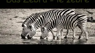 Miniature : Les 10 animaux les plus faciles à retenir en allemand.