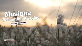Miniature : 🌾 Musique de Détente : Champs et Nature Apaisante