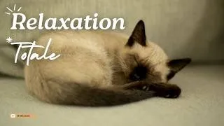 Miniature : Musique Relaxante pour Dormir Profondément avec Chat 💤🐱