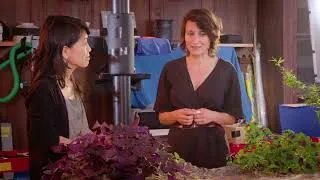 Miniature : "Graines, plantes et sol : alchimie de la création" avec Frédérique Aït-Touati