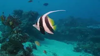Miniature : ballade sous  marine