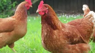 Miniature : la poule et le ver de terre