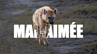Miniature : La Vérité sur les Hyènes du Maasai Mara