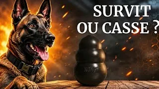 Miniature : Quels jouets résistent VRAIMENT à un Malinois ?