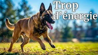 Miniature : Votre Malinois court après tout ? Voici comment le canaliser par le jeu
