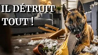 Miniature : Malinois destructeur à la maison : comprendre et corriger ce comportement