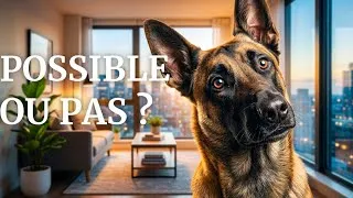 Miniature : Le Malinois peut il vraiment vivre en appartement ?