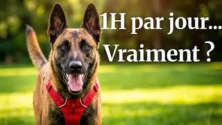 Miniature : Quel est le TEMPS idéal pour sortir un Malinois chaque jour ?