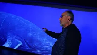 Miniature : Contact with a Whale