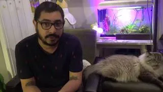 Miniature : Convaincre ses parents d'adopter un chat - [Crêpe au Citron]