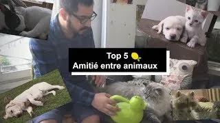 Miniature : Top 5 d'histoires de chats amis avec d'autres animaux - [Crêpe au Citron]