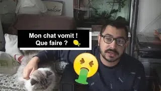 Miniature : Mon chat vomit, Pourquoi ? Que faire ? - [Crêpe au Citron]
