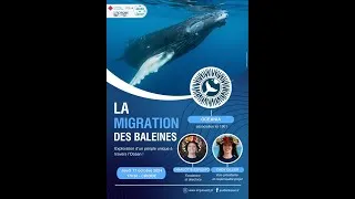 Miniature : JDS octobre 2024 La migration des baleines à bosse