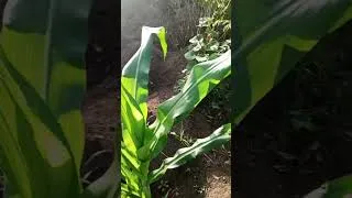 Miniature : MANGER BIO AVEC UN POTAGER JUSTE À CÔTÉ DE LA MAISON 