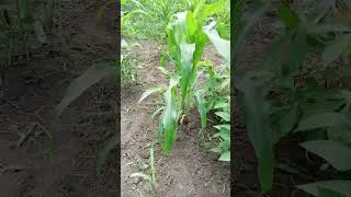 Miniature : Nous allons croquer des cacahuètes : Semis de cacahuète 🥜🥜🥜 dans le potager 
