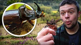 Miniature : Tout savoir sur le scarabée rhinocéros, le mini sumo des jardins