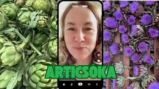 Miniature : Így esszük az articsókát Franciaországban! 