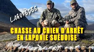 Miniature : LAGOPÈDES  :  Chasse au chien d'arrêt en Laponie suédoise