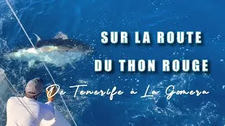 Miniature : Sur la route du thon rouge, de Tenerife à La Gomera