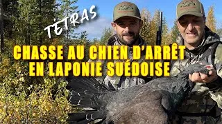 Miniature : GRANDS TÉTRAS : Chasse au chien d'arrêt en Laponie suédoise