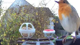 Miniature : [Déballage] Mangeoire à oiseaux avec caméra 2K