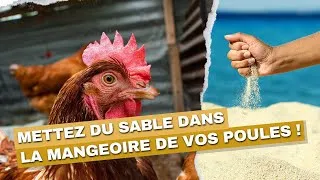 Miniature : Le Sable : Un super-aliment insoupçonné pour vos poules !
